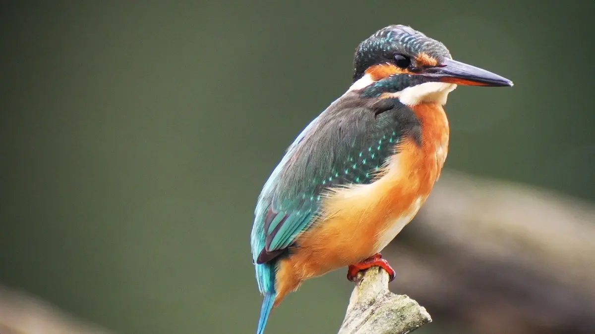 Der Eisvogel gehört zu den auffälligsten heimischen Vogelarten und ist eines der Motive aus der Naturbeobachtung von Bergit und Jürgen Bergmann.