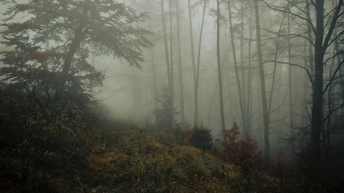 Ein mystischer, nebliger Wald mit herbstlichem Laub und dichten Bäumen, der eine ruhige und düstere Atmosphäre ausstrahlt, Naturpark Frankenwald, Oberfranken, Deutschland A mystical, foggy forest with autumn leaves and thick trees, which radiates a calm and gloomy atmosphere, Frankenwald nature park Park, Upper Franconia, Germany Copyright: imageBROKER/MarcoxBunk iblmbu16320734.jpg Bitte beachten Sie die gesetzlichen Bestimmungen des deutschen Urheberrechtes hinsichtlich der Namensnennung des Fotografen im direkten Umfeld der Veröffentlichung