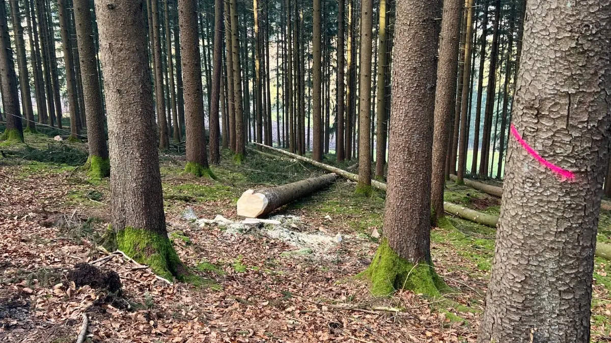 Der Forstbetrieb trägt zu Verbesserungen im aktuellen Haushalt bei.