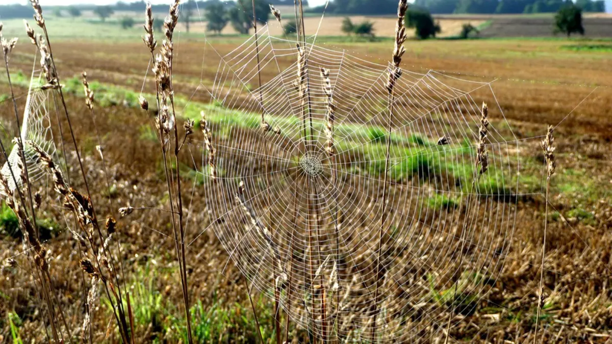 Spinnennetz